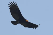 20240817 (61)_Lesser_Yellow-headed_Vulture.JPG