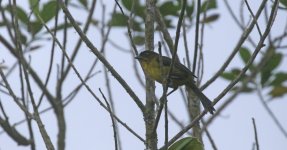 DUSKY-HEADED_BRUSHFINCH_EL_ENCANTO_COLOMBIA_JAN2024_1E1A0231_EDIT.jpeg