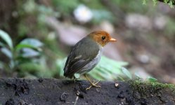 HOODED_ANTPITTA_EL_ENCANTO_COLOMBIA_JAN2024_1E1A0093_EDIT.jpeg