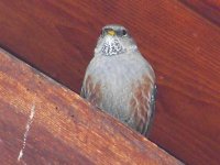 alpineaccentor1.jpg