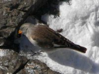 snowfinch1.jpg