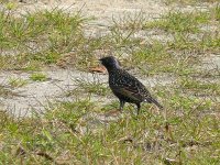 L1140986_Common Starling.jpg