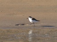 L1240251_Little Stint.jpg