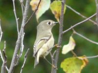 Ruby-crowned Kinglet.JPG