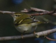 warbler yellow-browed spurn 2024.jpg