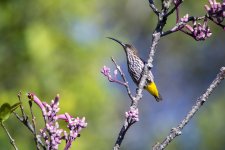 DSC_5763 WHITEHEAD'S SPIDERHUNTER.JPG