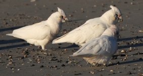 DSC06717 Little Corella @ Calalla Bay bf.jpeg