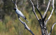 DSC06604 Black-faced Cuckooshrike @ Hervey Bay bf.jpeg