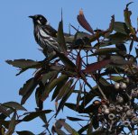 DSC06624 New Holland Honeyeater @ Hervey Bay bf.jpeg