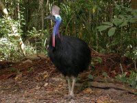 0005 Southern Cassowary 1.jpg