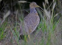 Plains-wanderer 002.jpg