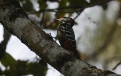 Stripe-breasted Woodpecker 030.jpg