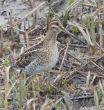 Snipe - Moors - 22 01 25.JPG