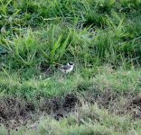 DSC05411 Masked Lapwing @ Northbridge GC bf.jpeg