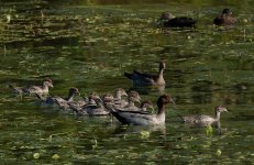 DSC05833 Australian Wood Ducks @ Northbridge GC bf.jpeg