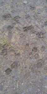 BF Mammal prints for ID1.jpg