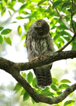 DSC08931 Barking Owl @ Narrabeen Lake bf.jpeg