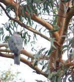 DSC06120 Grey Goshawk @ North Arm Reserve bf.JPG