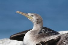 Socotra Cormorant oman 1.jpg