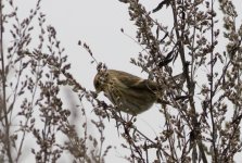 Twite-hen---Cossington.jpg