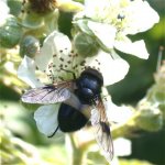 volucella_pellucens_28jun05_420_20.jpg