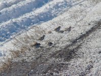 Snow buntings.jpg