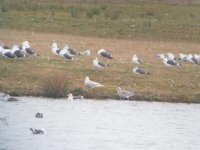 iceland gull cold meece(1).jpg