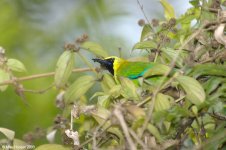 BlueWingedLeafbird.jpg