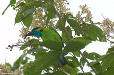 RedCrownedBarbet.jpg