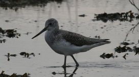 Greenshank1.jpg