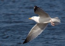 gull_250209a.jpg