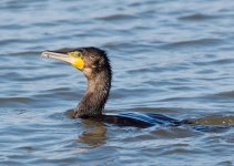 cormorant_250209a.jpg