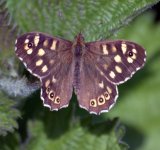 Speckled Wood (R).jpg