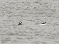 Bufflehead.jpg