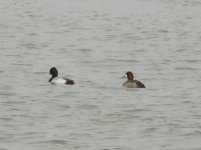 Lesser Scaup.jpg