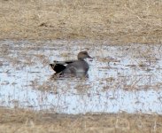 Gadwall.jpg