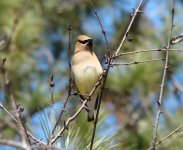 Cedar Waxwing.jpg