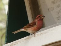 Purple Finch.jpg