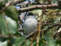 Blackcap1.jpg