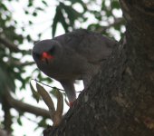 Dark Chanting Goshawk.jpg