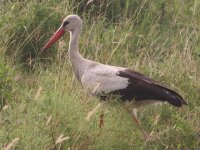 White Stork.jpg