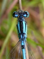 common_blue_damsel_16aug04_420.jpg