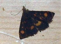 pyrausta_aurata.jpg