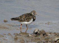 turnstone.jpg