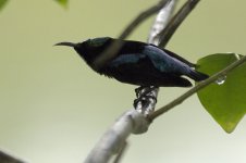 copperThroatedSunbird.jpg