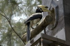 orientalPiedHornbill.jpg