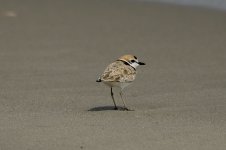 malaysianPlover.jpg