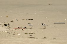 plovers.jpg