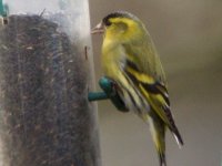 siskin.jpg