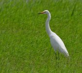 Intermediate Egret_Penaga_290409_IMG_2545.jpg